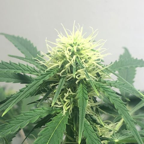 Gorilla Glue - CNB growlog timeline photo