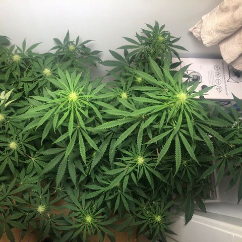 Gorilla Glue - CNB growlog timeline photo