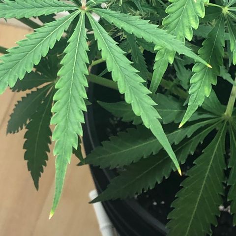 Gorilla Glue - CNB growlog timeline photo