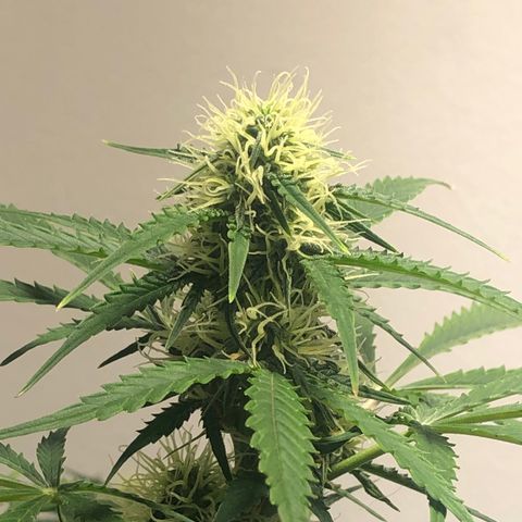 Gorilla Glue - CNB growlog timeline photo