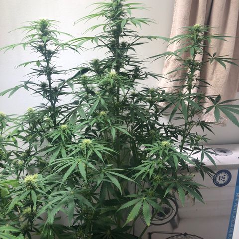 Gorilla Glue - CNB growlog timeline photo