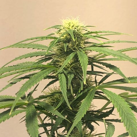 Gorilla Glue - CNB growlog timeline photo