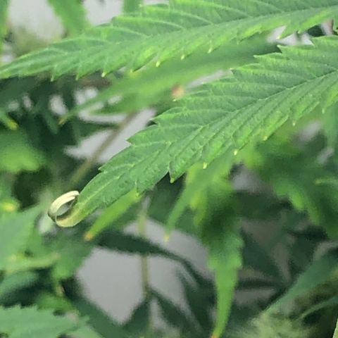 Gorilla Glue - CNB growlog timeline photo