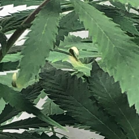 Gorilla Glue - CNB growlog timeline photo
