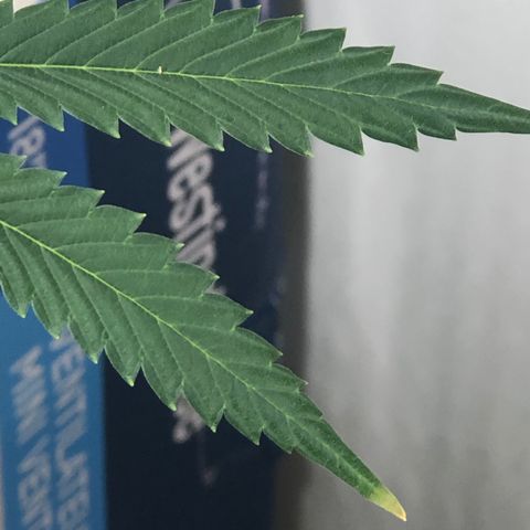 Gorilla Glue - CNB growlog timeline photo