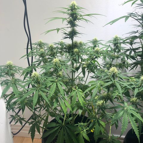 Gorilla Glue - CNB growlog timeline photo