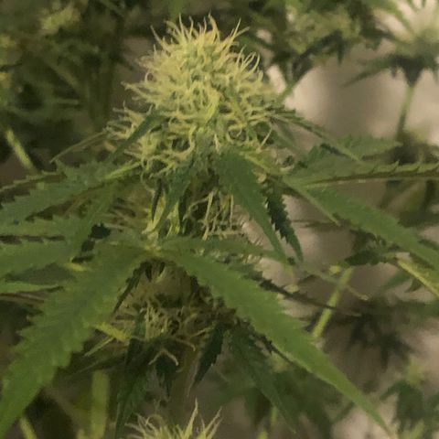 Gorilla Glue - CNB growlog timeline photo