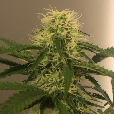 Gorilla Glue - CNB growlog timeline photo