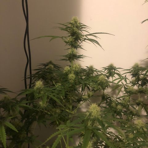 Gorilla Glue - CNB growlog timeline photo