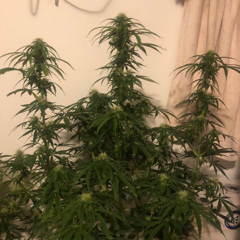 Gorilla Glue - CNB growlog timeline photo