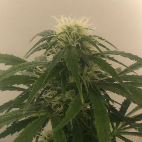 Gorilla Glue - CNB growlog timeline photo