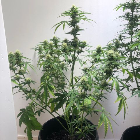 Gorilla Glue - CNB growlog timeline photo