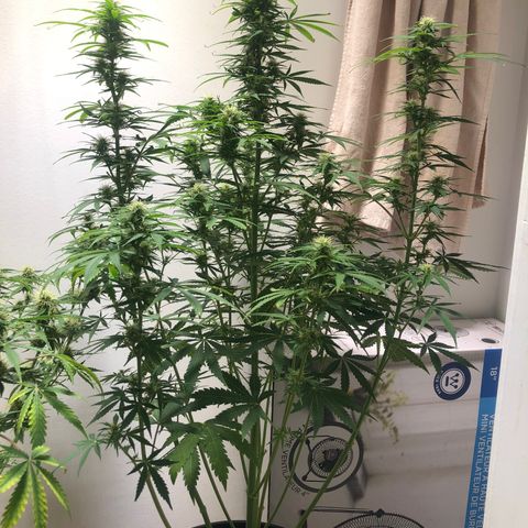 Gorilla Glue - CNB growlog timeline photo