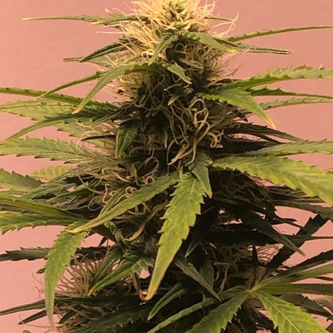 Gorilla Glue - CNB growlog timeline photo