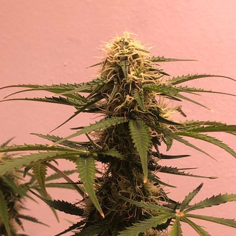 Gorilla Glue - CNB growlog timeline photo