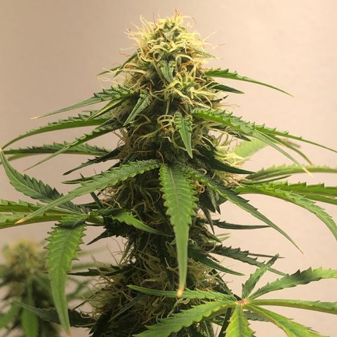Gorilla Glue - CNB growlog photo: Defoliation 