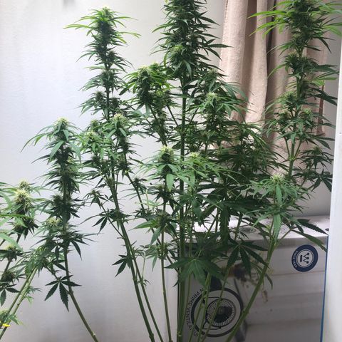 Gorilla Glue - CNB growlog photo: Defoliation 