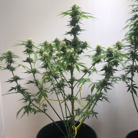 Gorilla Glue - CNB growlog photo: Defoliation 
