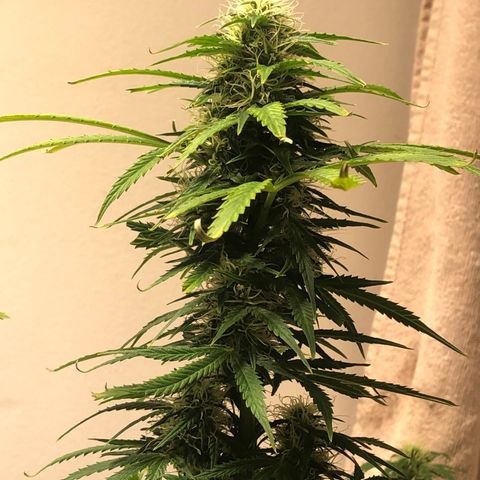 Gorilla Glue - CNB growlog photo: Defoliation 