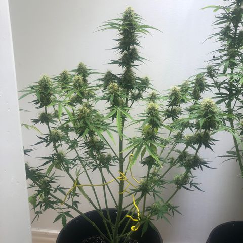Gorilla Glue - CNB growlog timeline photo