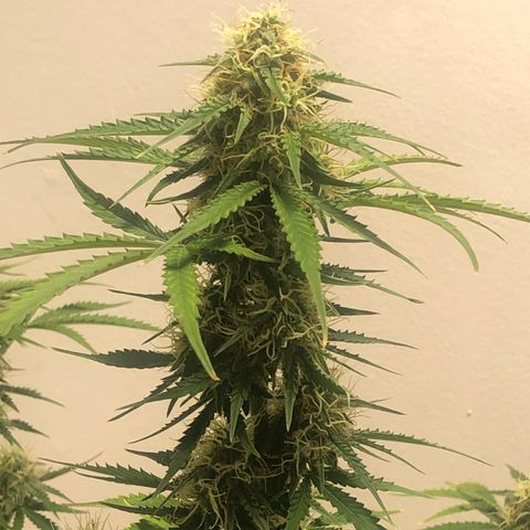 Gorilla Glue - CNB growlog timeline photo