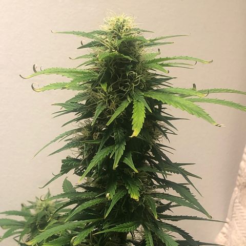 Gorilla Glue - CNB growlog timeline photo