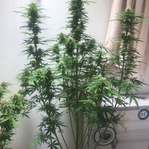 Gorilla Glue - CNB growlog timeline photo