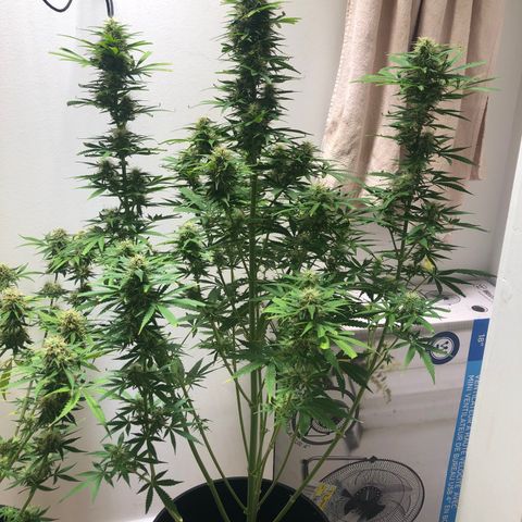 Gorilla Glue - CNB growlog timeline photo