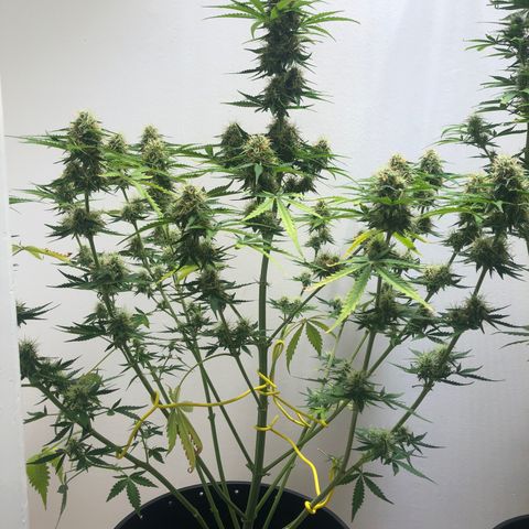 Gorilla Glue - CNB growlog timeline photo