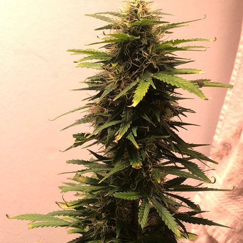 Gorilla Glue - CNB growlog timeline photo