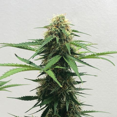 Gorilla Glue - CNB growlog timeline photo