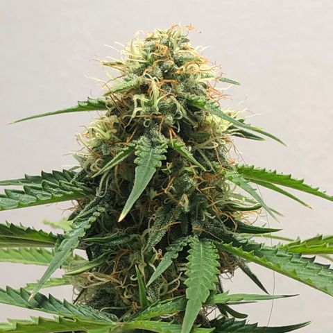 Gorilla Glue - CNB growlog timeline photo