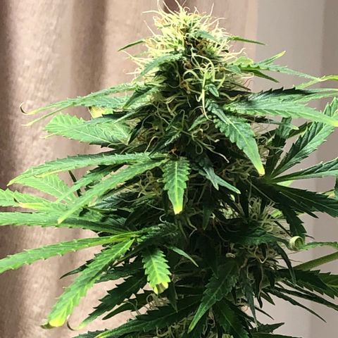 Gorilla Glue - CNB growlog timeline photo
