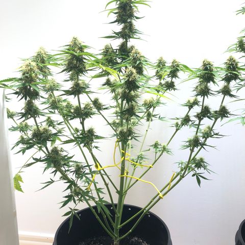 Gorilla Glue - CNB growlog timeline photo