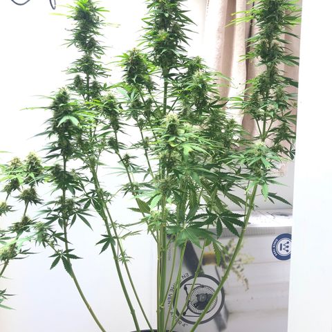 Gorilla Glue - CNB growlog timeline photo
