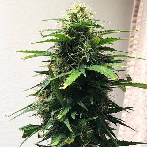 Gorilla Glue - CNB growlog timeline photo
