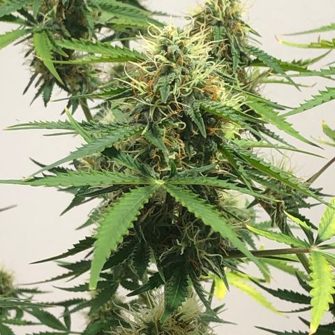 Gorilla Glue - CNB growlog timeline photo