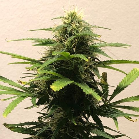 Gorilla Glue - CNB growlog timeline photo