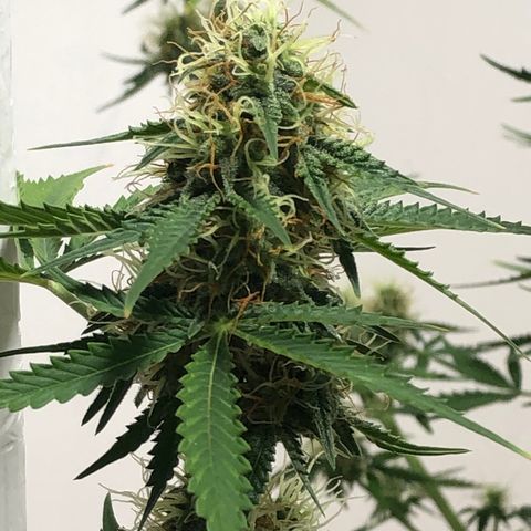 Gorilla Glue - CNB growlog timeline photo