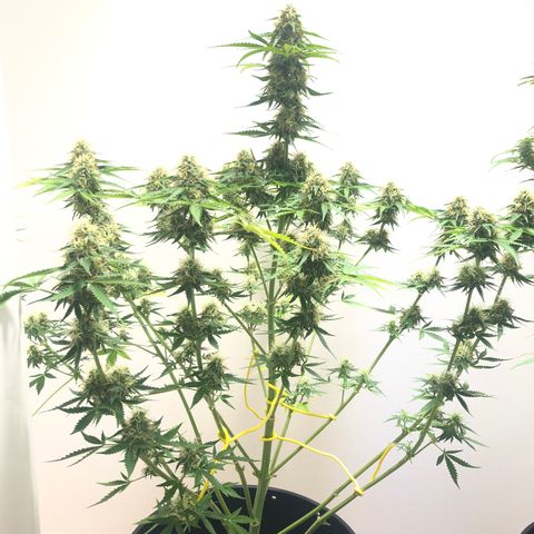 Gorilla Glue - CNB growlog timeline photo