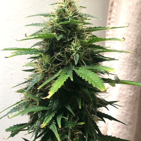 Gorilla Glue - CNB growlog timeline photo