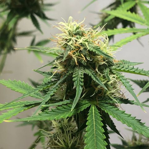 Gorilla Glue - CNB growlog timeline photo