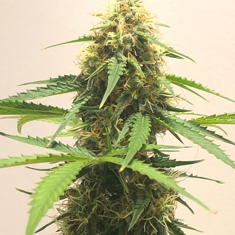 Gorilla Glue - CNB growlog timeline photo