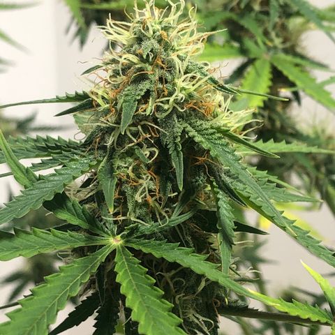 Gorilla Glue - CNB growlog timeline photo
