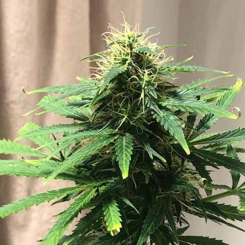 Gorilla Glue - CNB growlog timeline photo