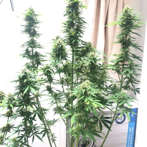 Gorilla Glue - CNB growlog timeline photo