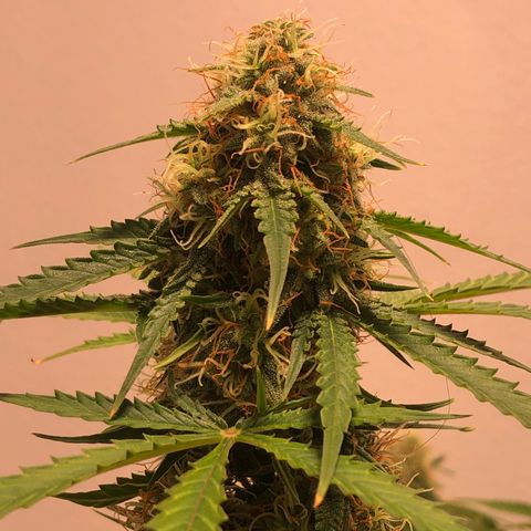 Gorilla Glue - CNB growlog timeline photo