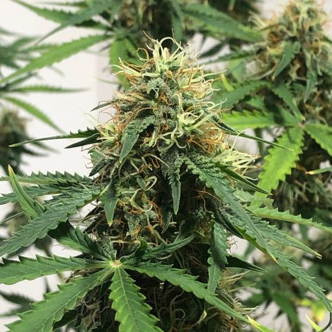 Gorilla Glue - CNB growlog timeline photo