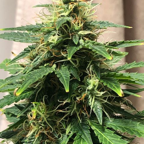 Gorilla Glue - CNB growlog timeline photo
