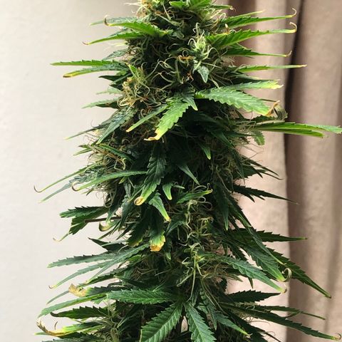 Gorilla Glue - CNB growlog timeline photo